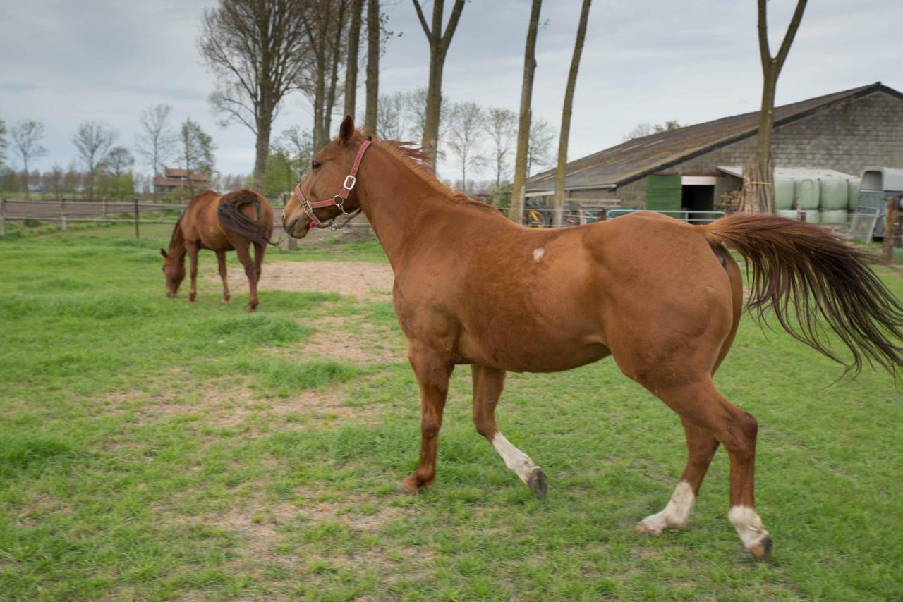 Boeren Biezen Bed Landelijk 빌라 외부 사진