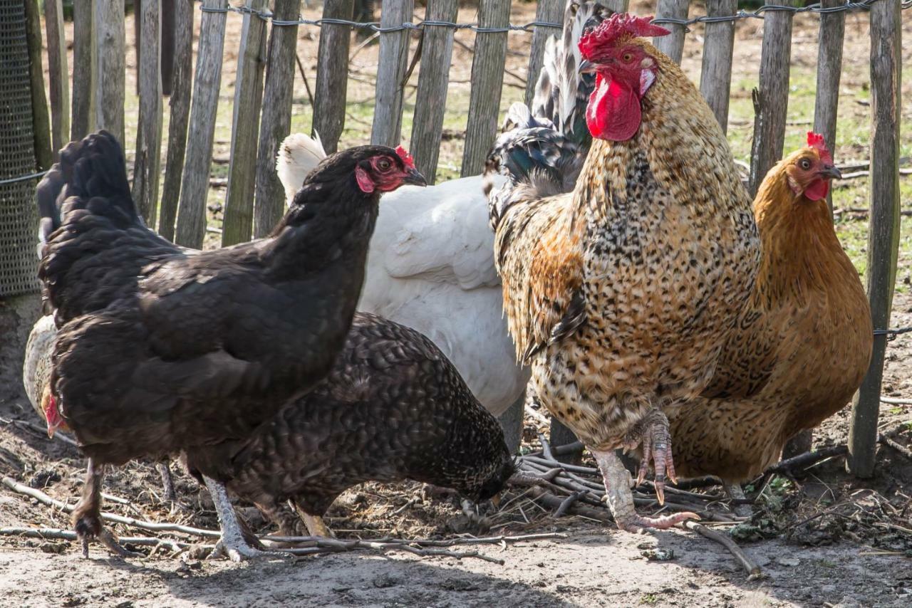 Boeren Biezen Bed Landelijk 빌라 외부 사진